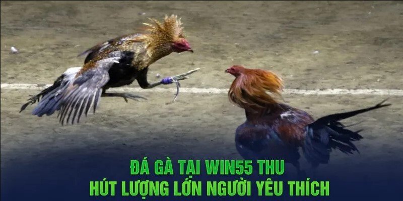 Tổng quan về đá gà Win55